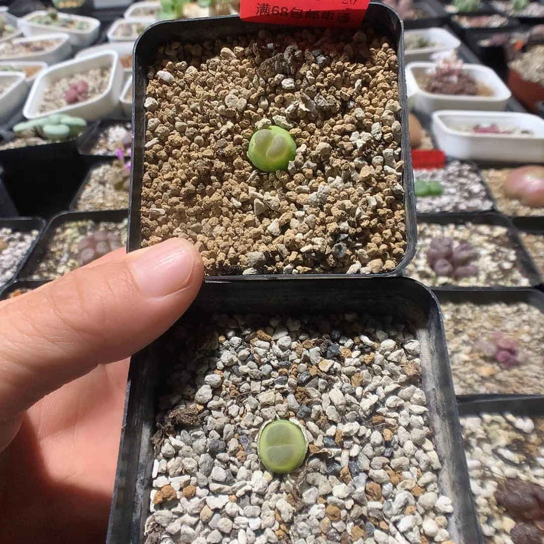 8-23-20    瑕疵拉登