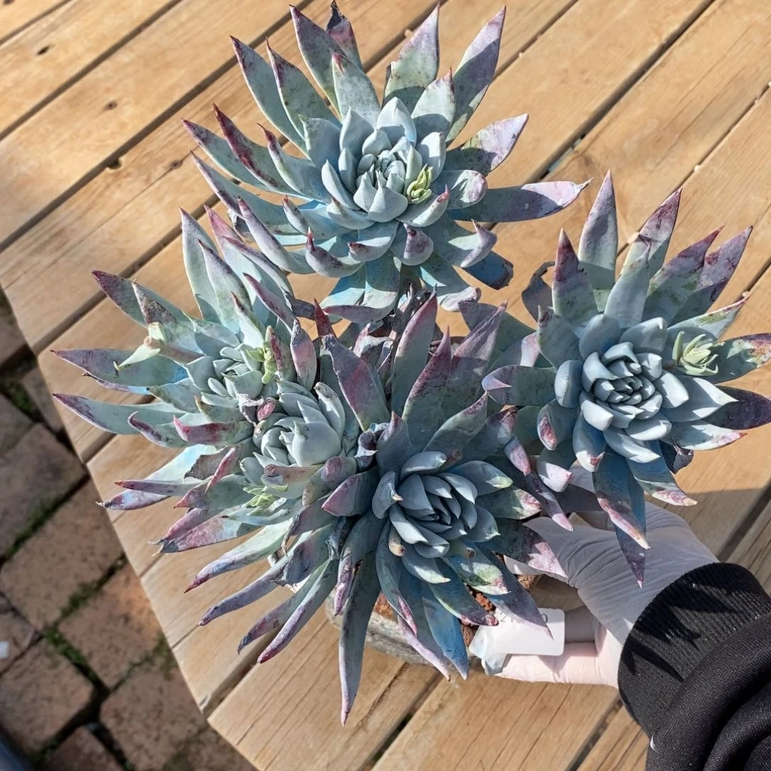 20号大花朵漂亮法瑞