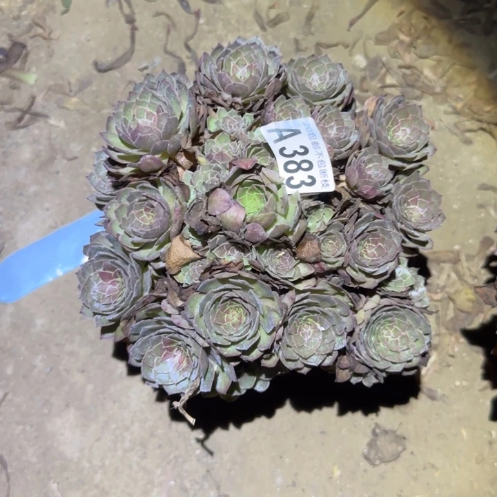 红魔……不包断枝……多肉植物