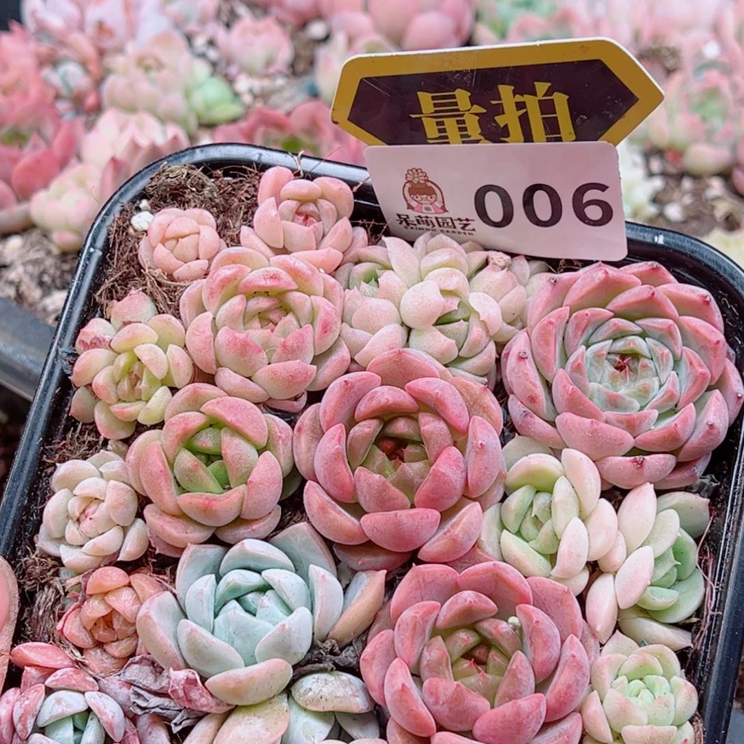 多肉植物多肉植物