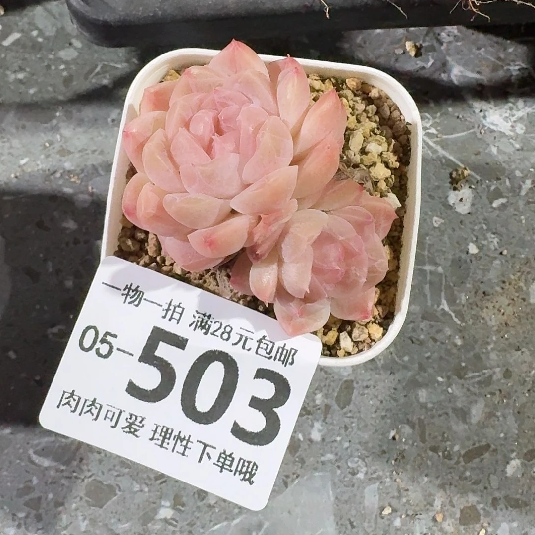 美梦无盆土发货无盆