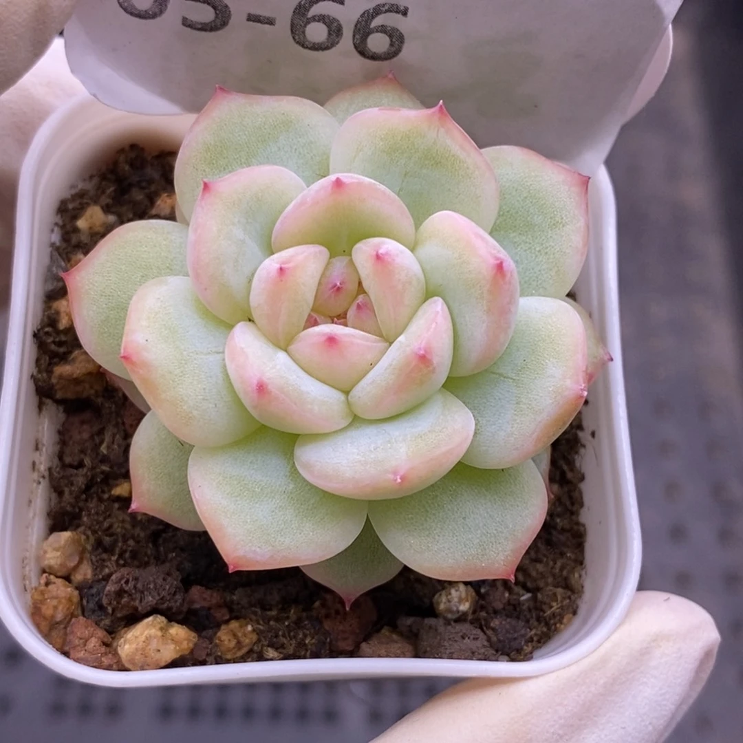 【闪购商品】05-66寒绯