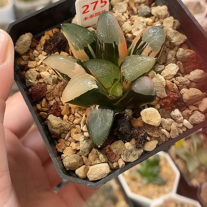 275丘比特克锦一物一拍