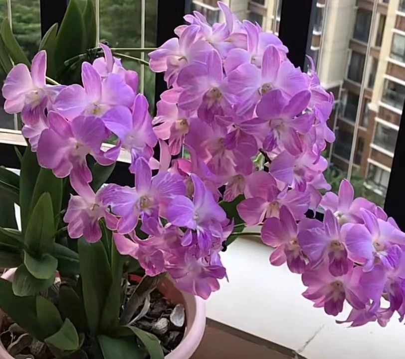 粉蝶石斛兰秋石斛带花带花苞