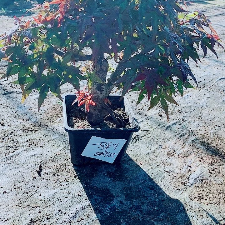 无花朵初星星红枫