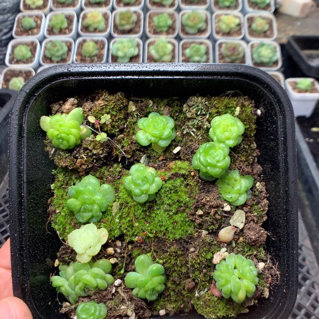 无花朵S56月英语四
