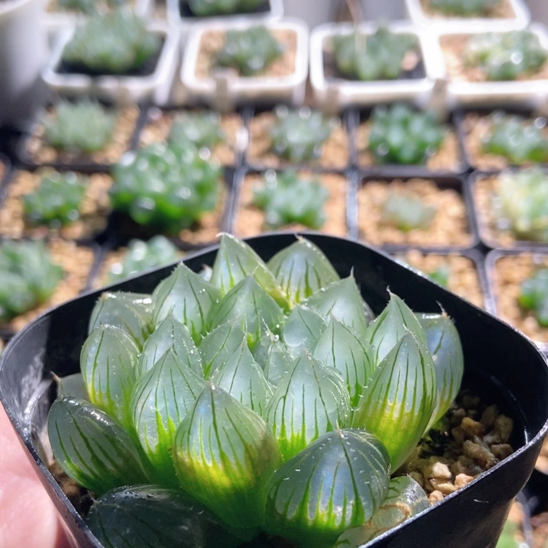 大窗冰透蓝y4玉露