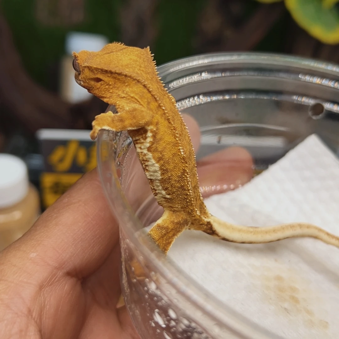 睫角守宫黄幻影莉莉10克