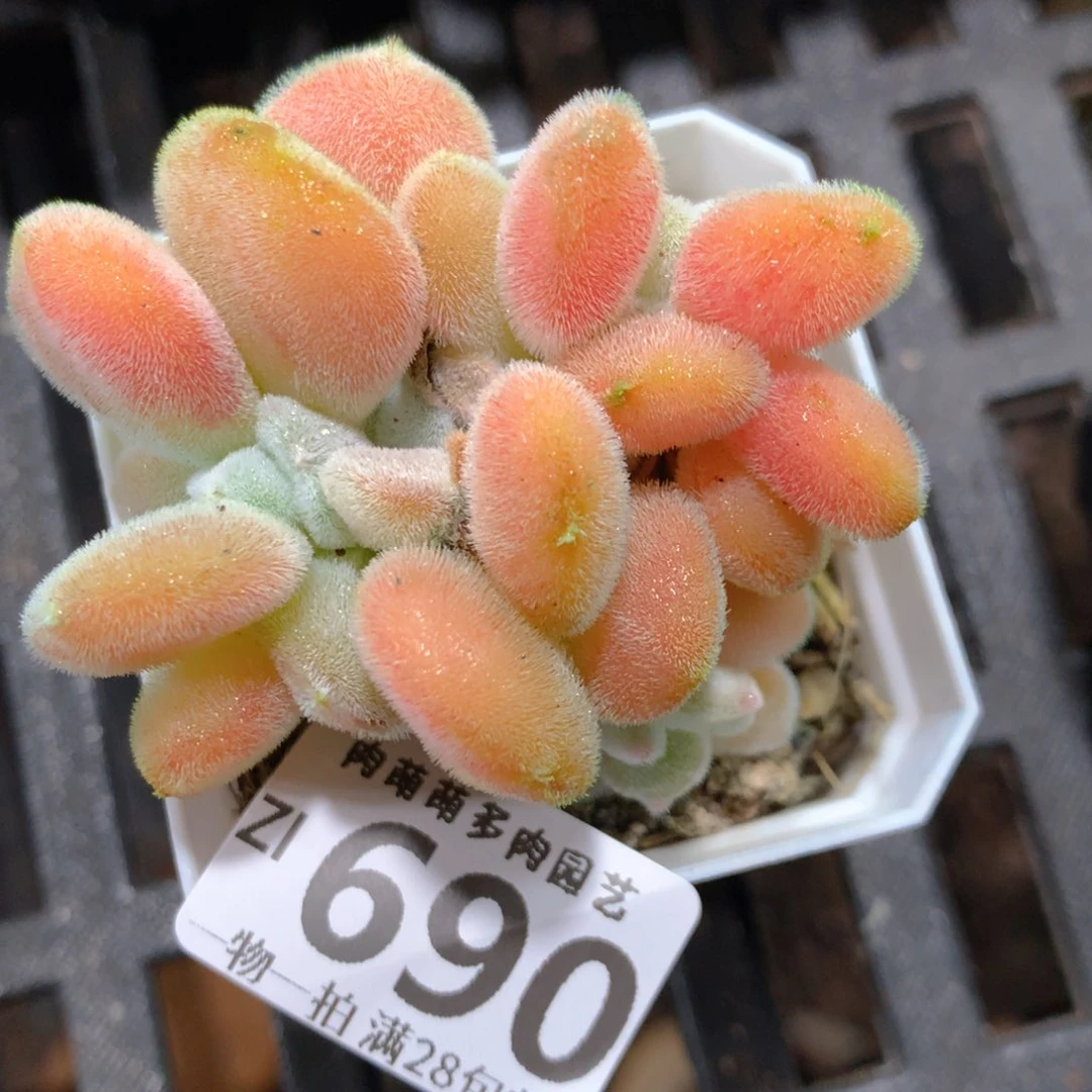 5CM拇指盆精控多肉ZI690