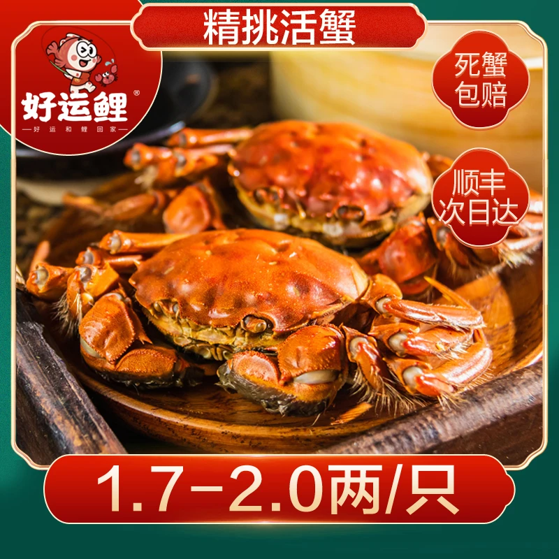 【活蟹】好运鲤大闸蟹母蟹1.7-2.0两/只 6只 8只 12只装不绑腿