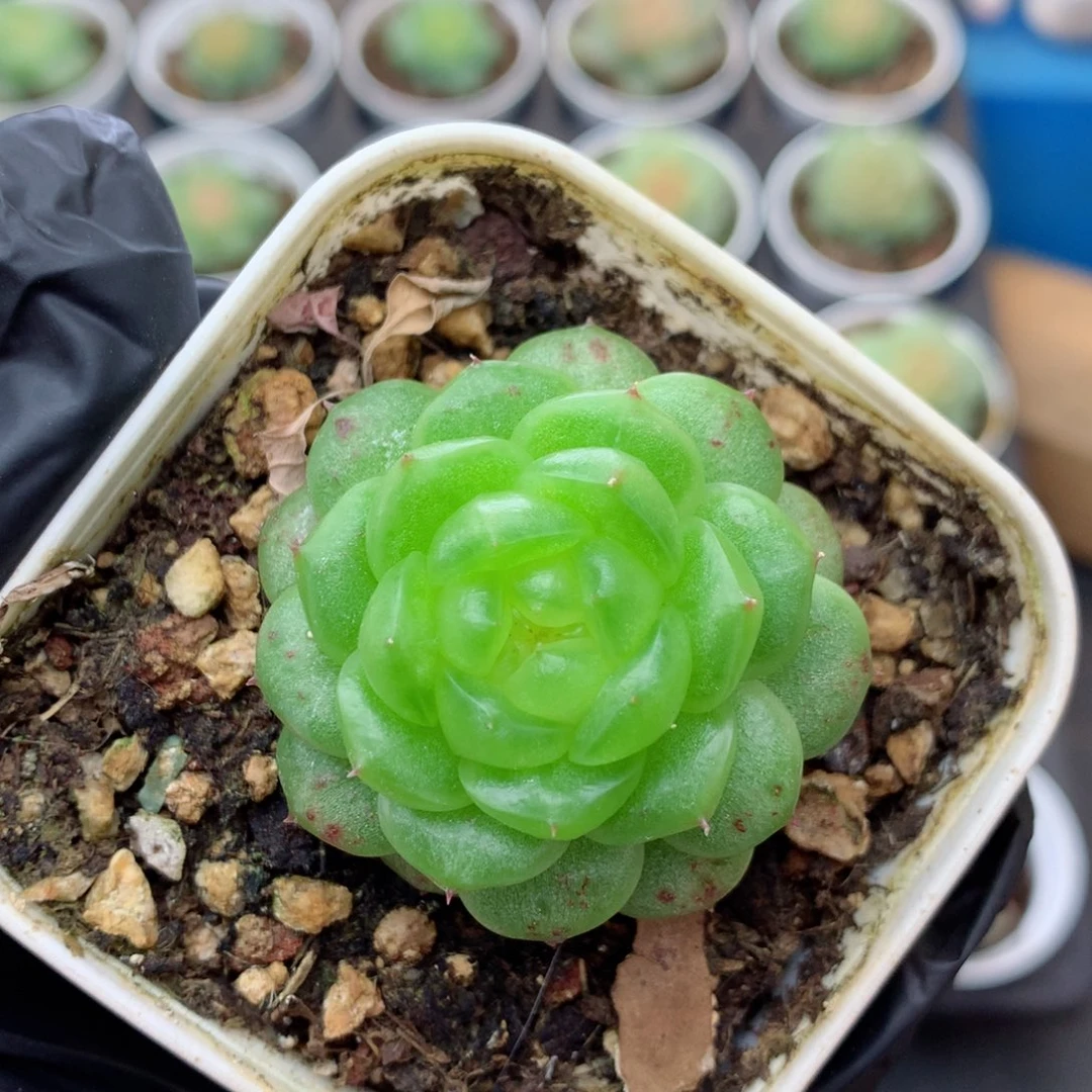 58包邮  群生不包整灯泡珍妮184