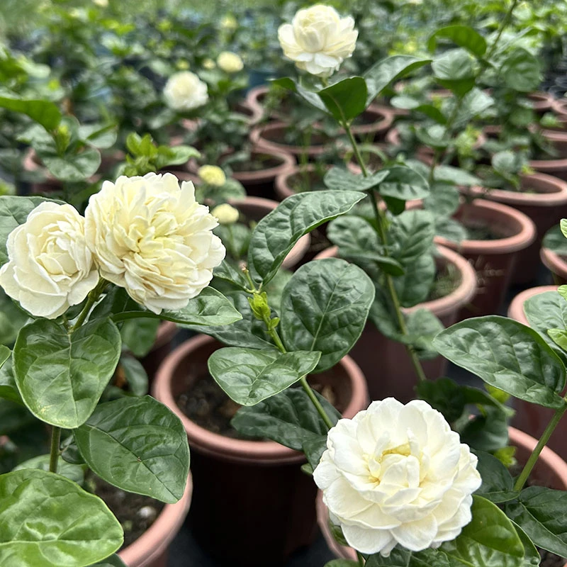 正宗圆叶虎头茉莉 重瓣大花茉莉浓香型虎头茉莉花 广东发货