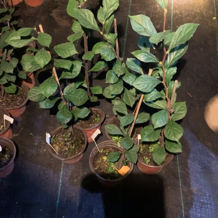 完全开放赤星风铃嫁接苗32.8