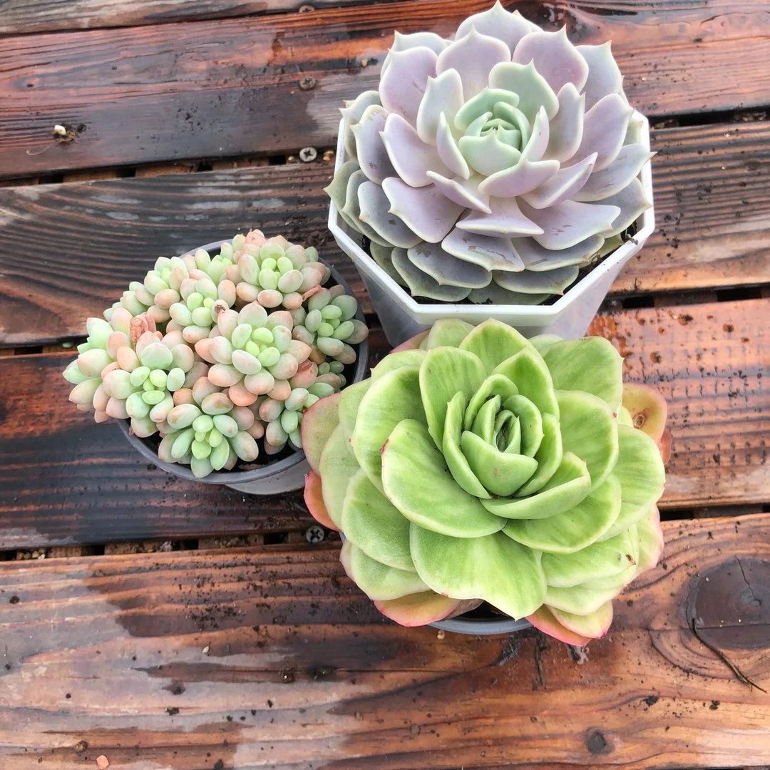 Y露娜莲洛可可水晶玫瑰锦三颗8-10厘米大颗老桩新手裸根组合盆栽