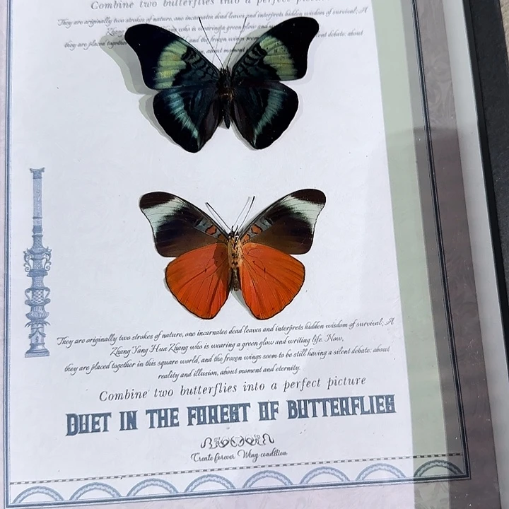 逸***阳炬蛱蝶蝴蝶标本专拍链接