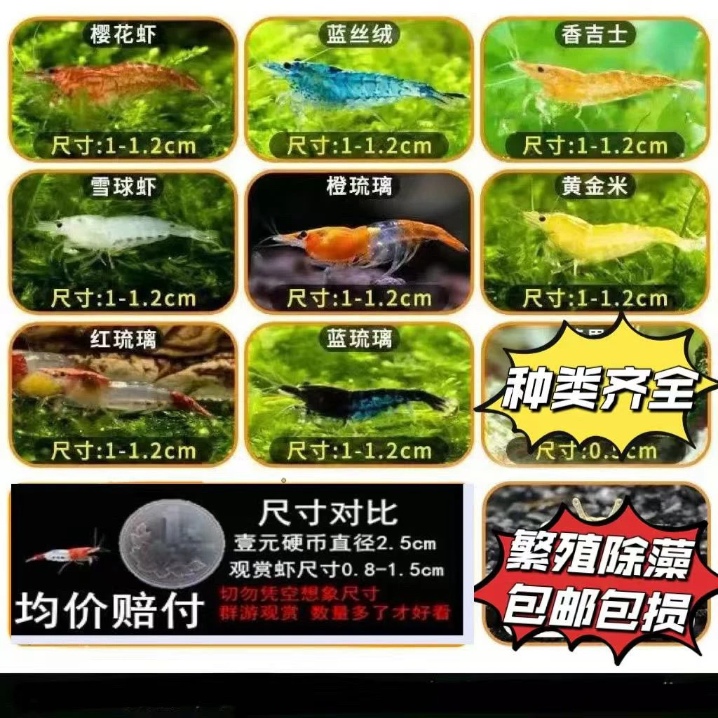 活体米虾观赏虾工具除藻虾宠物淡水樱花繁殖蓝虾水晶虾水草虾包邮