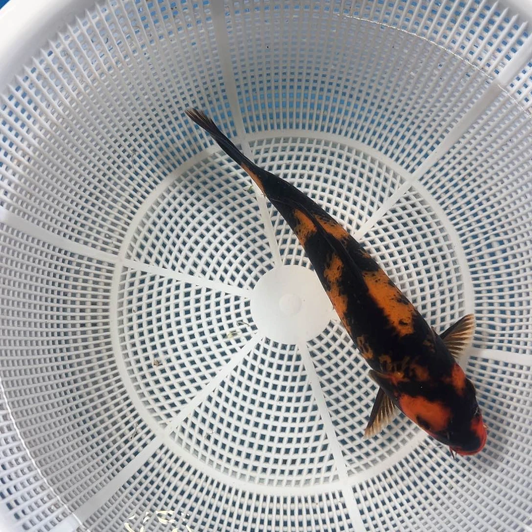 锦鲤鑫泓锦鲤养殖
