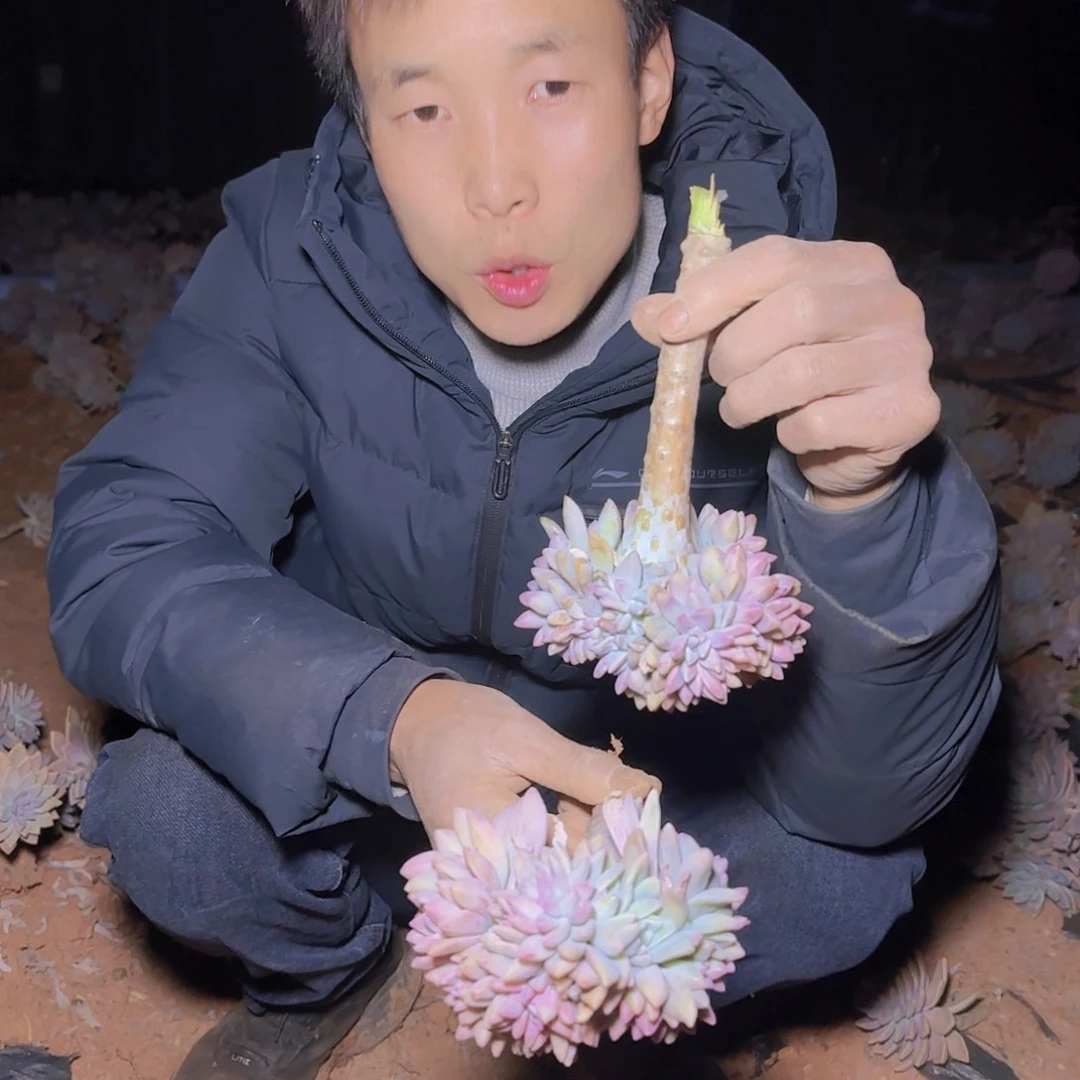 断枝淡雪缀化多肉2颗