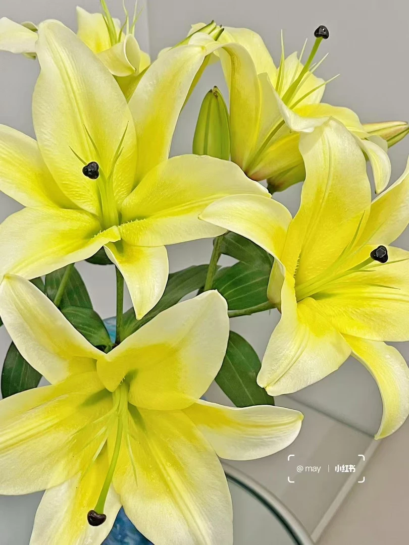 四季可种1颗【黄天霸】百合树庭院阳台香水百合种球