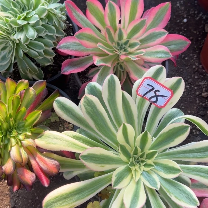 多肉植物78不售后