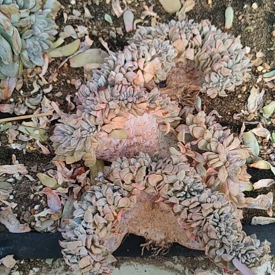 仙***池仙女福利福利福利不售后