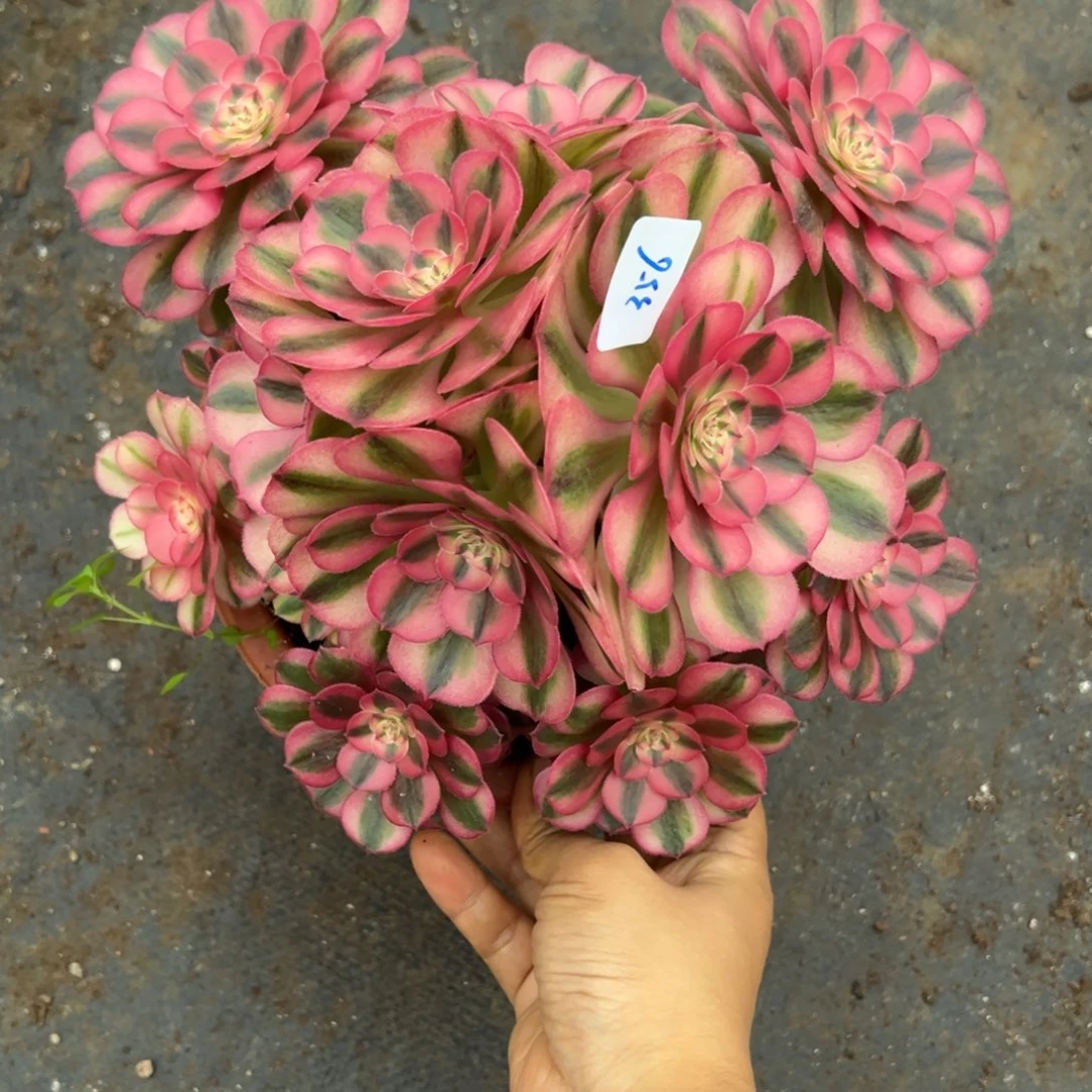 356倾城多肉植物多肉