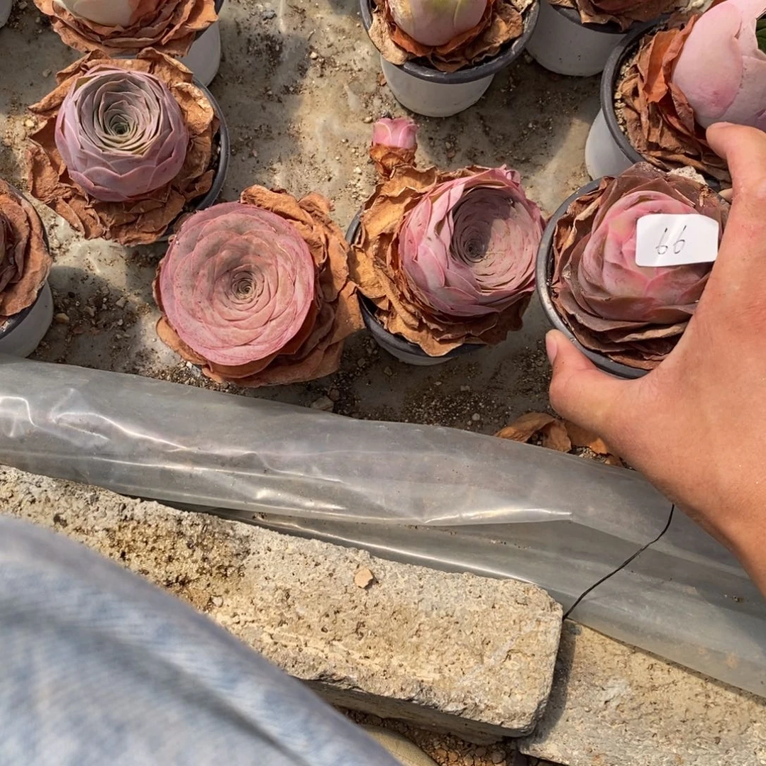 诗***丝山地玫瑰000000066