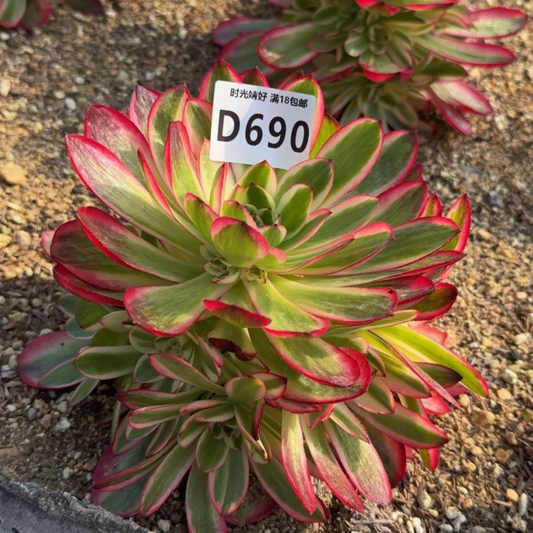 690荔枝多肉植物
