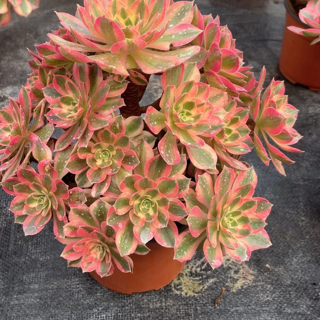 粉女巫老桩手捧112