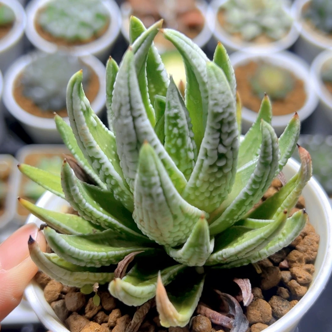 皇帝多肉多肉多肉