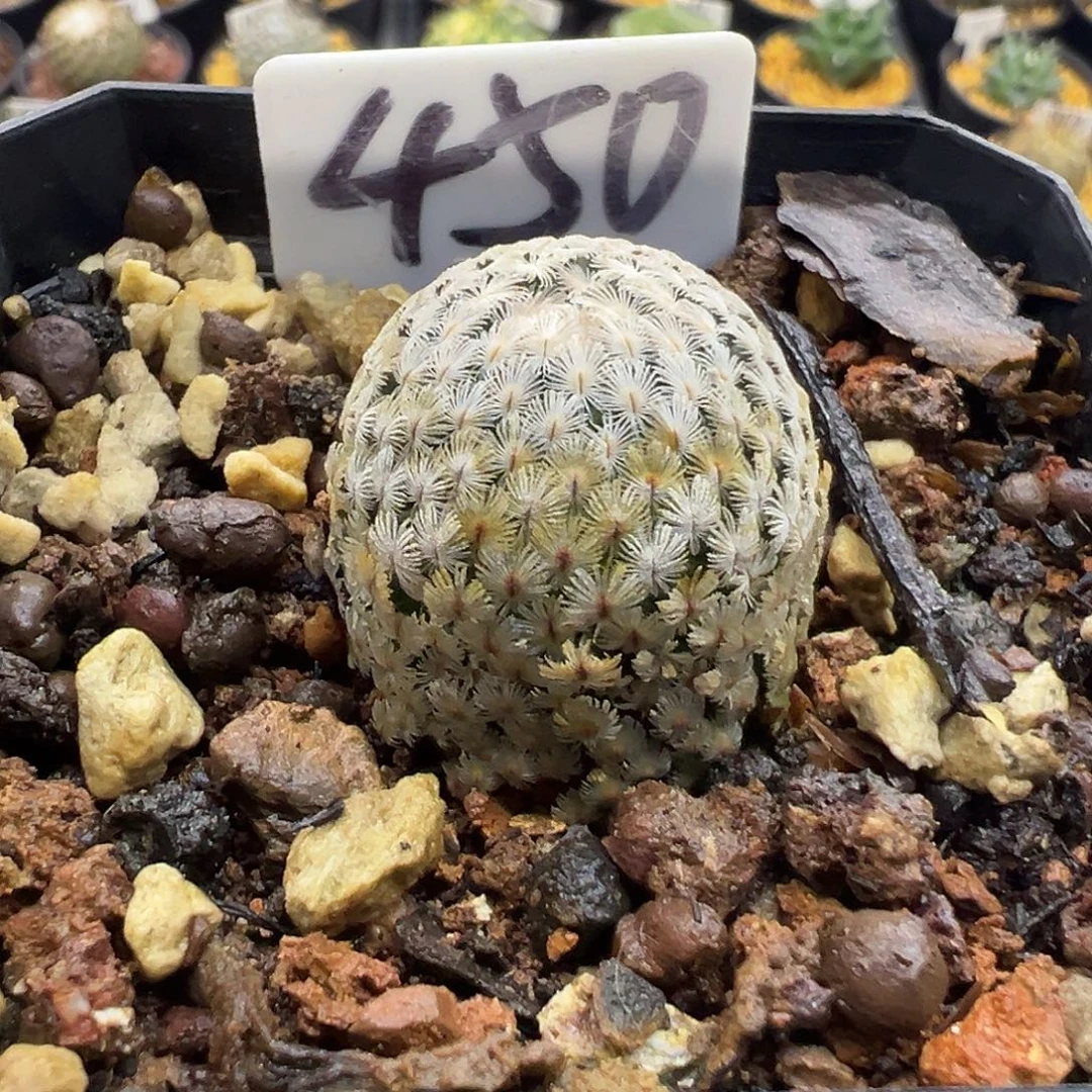 n***我450羽毛丸实生哦哦哦哦