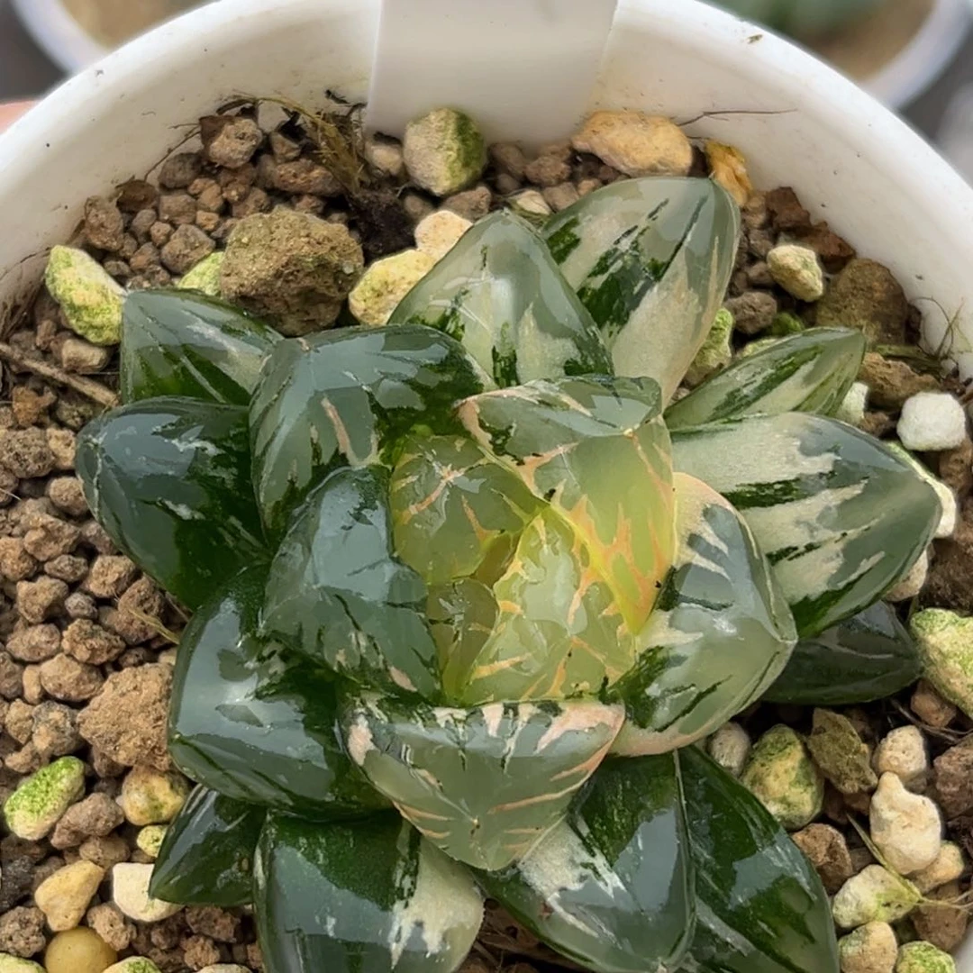 29北极之光玉露锦十二卷多肉