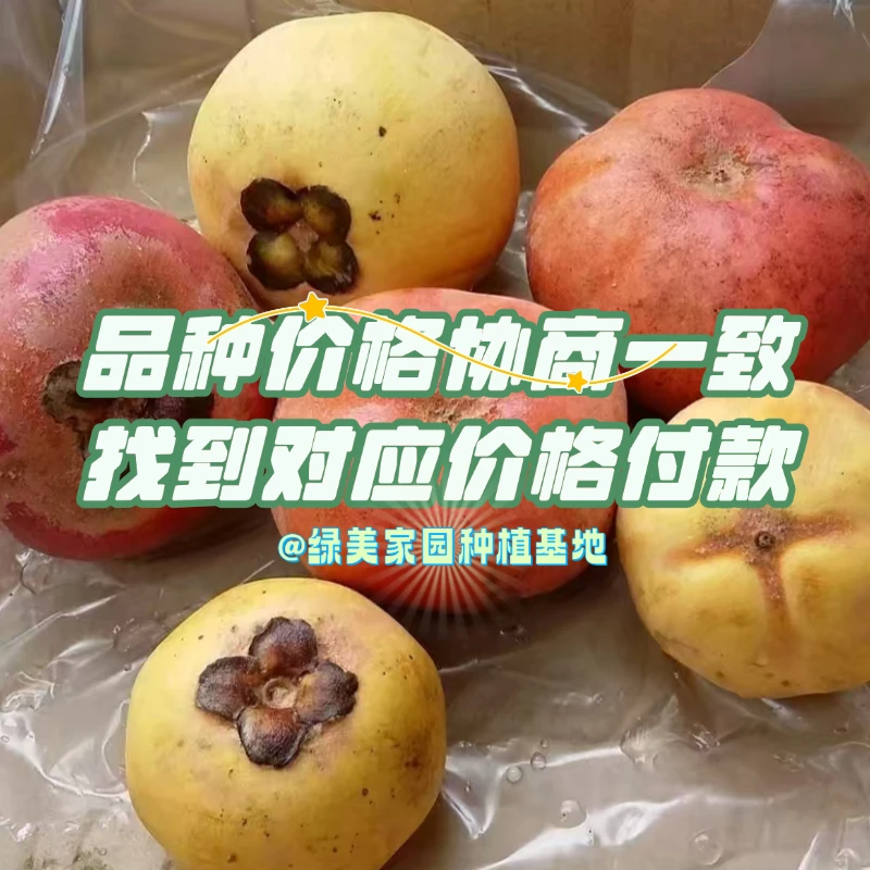 新品苗定制链接 盆栽地栽都可绿植基地直发