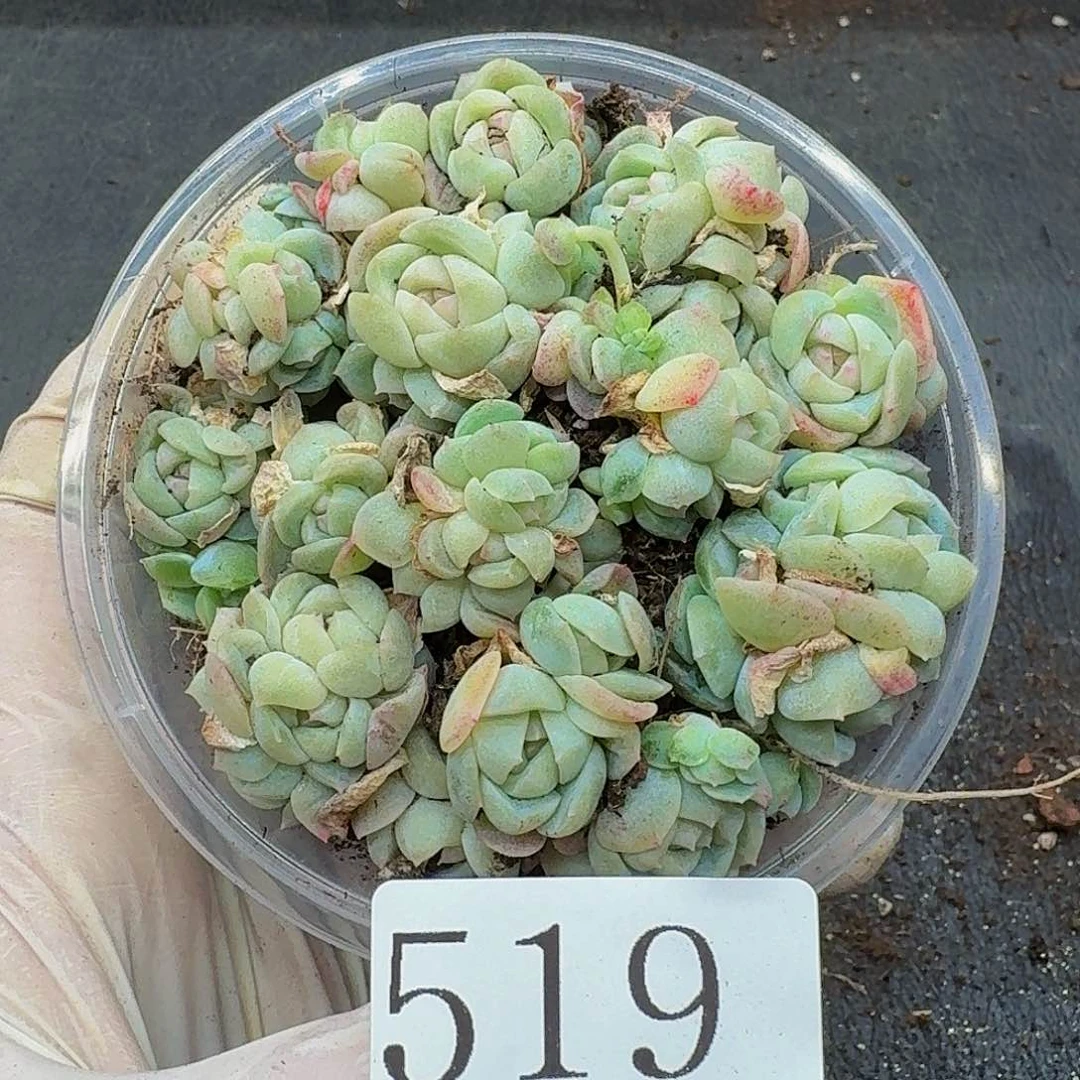 多肉植物多肉植物519