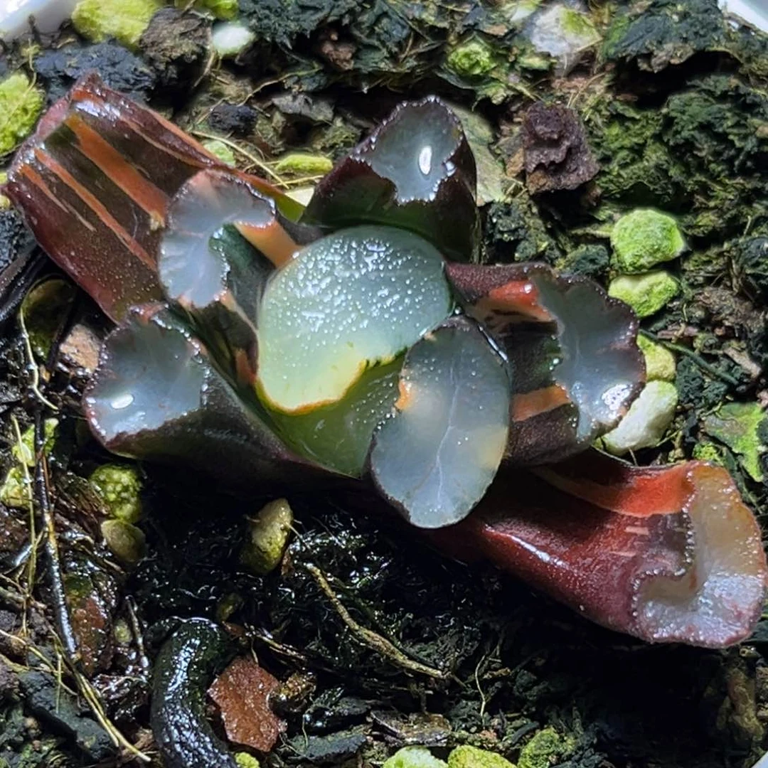 恭喜发财大吉大利737