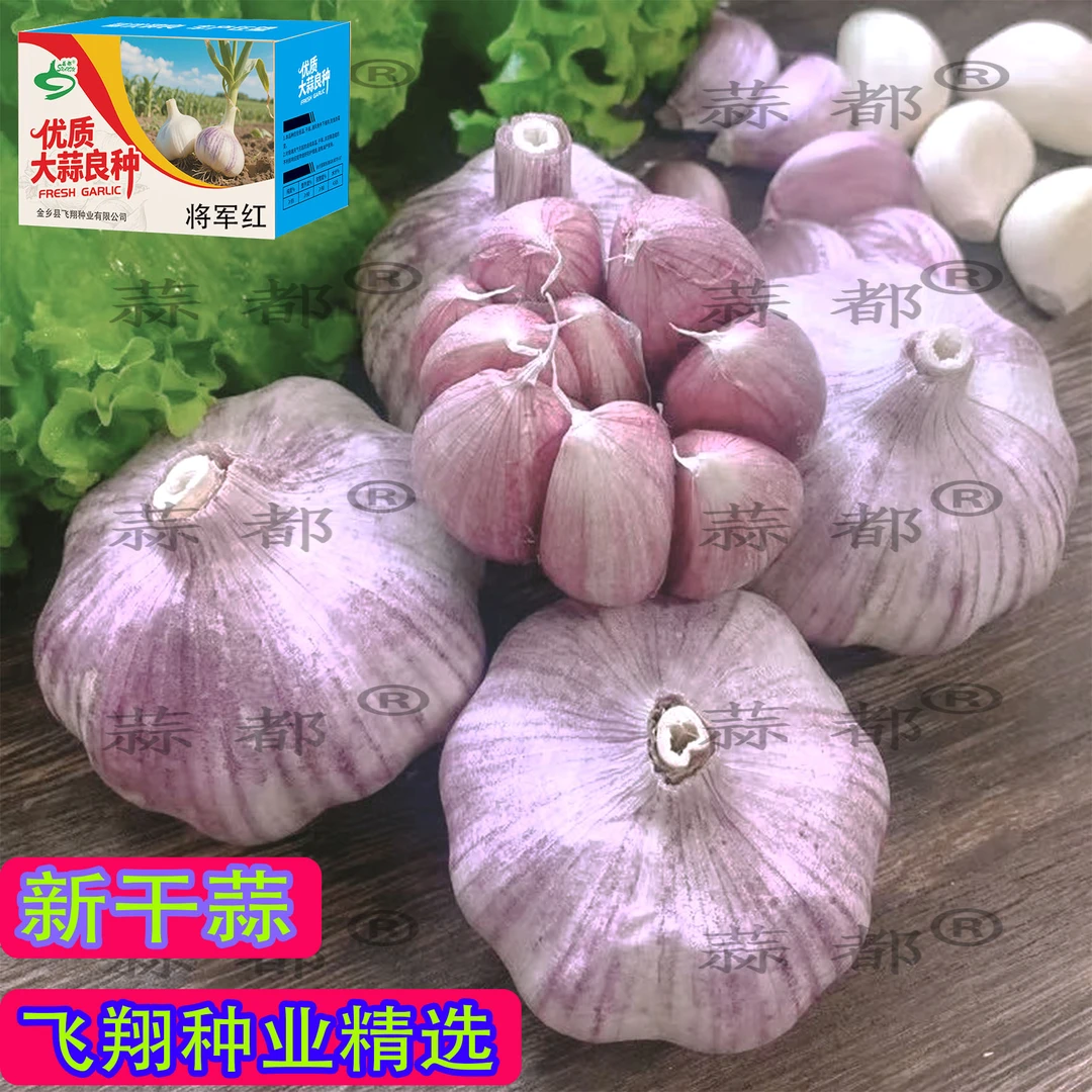 各种品种蒜种1亩地以上大户专业指导链接