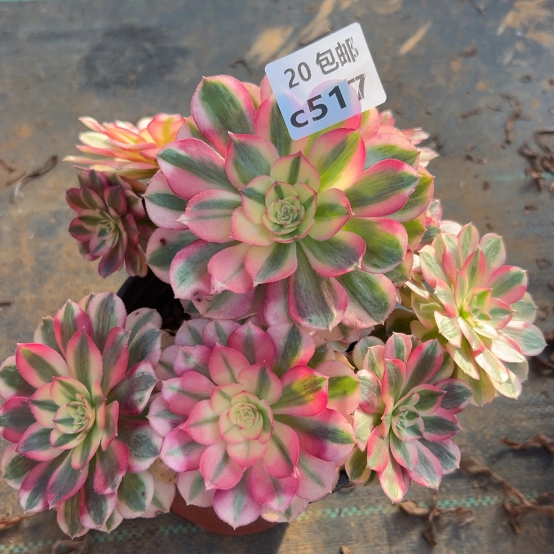 517倾城，多肉法师