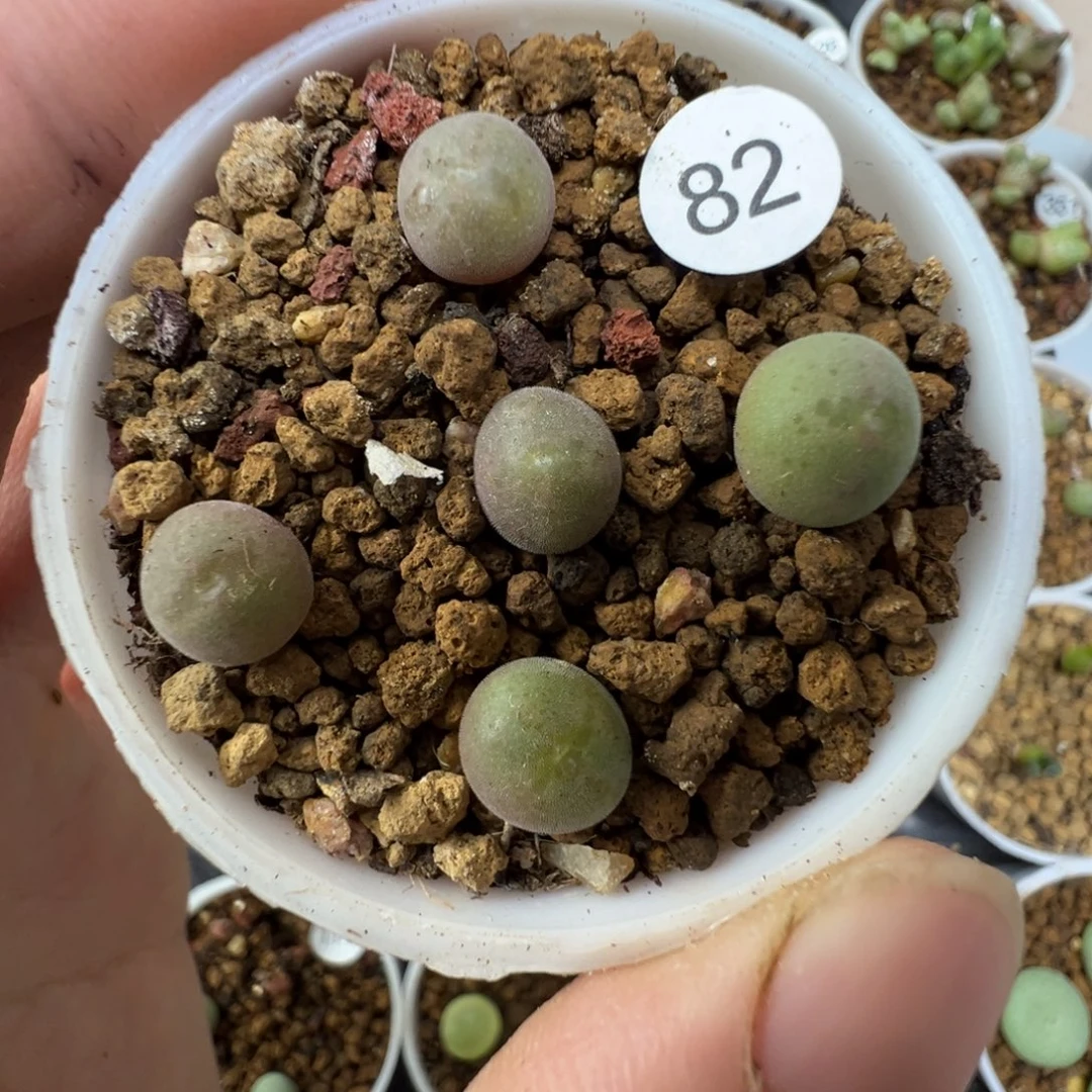 空蝉1颗脱土8200000000