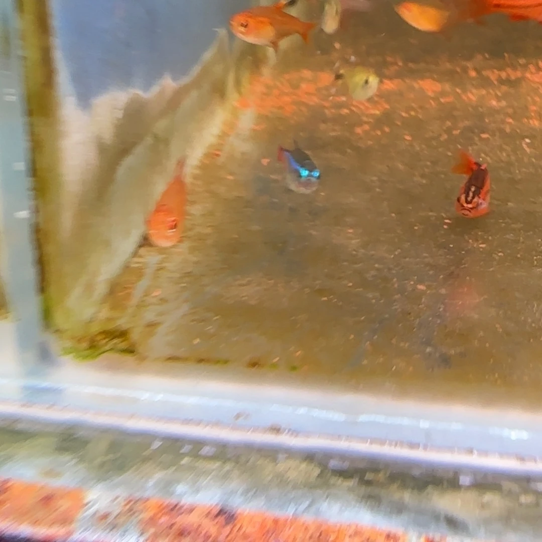 灯科鱼2厘米甜心柠檬10条