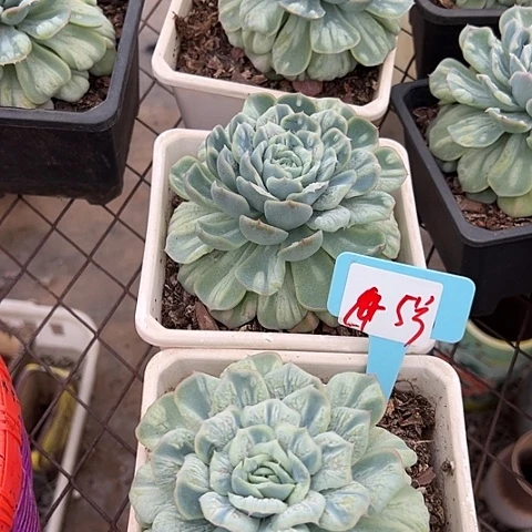5号泡泡沙群一个脱土