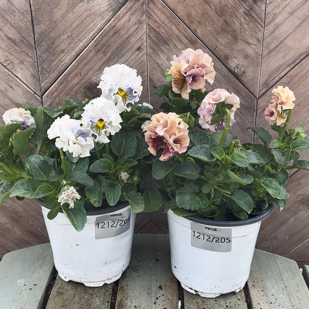 完全开放1212/205