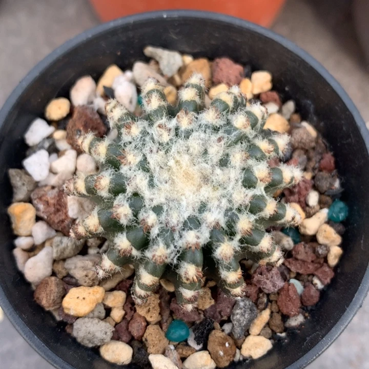 实生奇特球仙人球仙人球