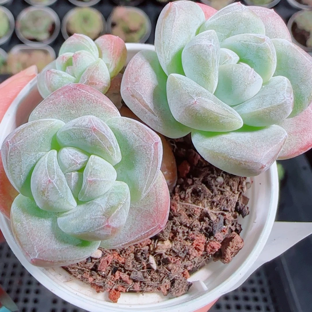 花语逸镜1014-165冰玉