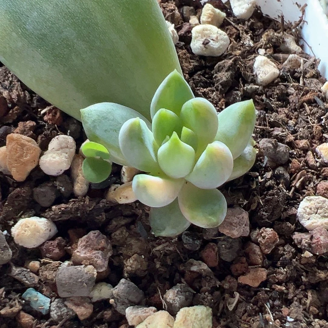 红象牙锦 小方花圃一单包邮非偏远