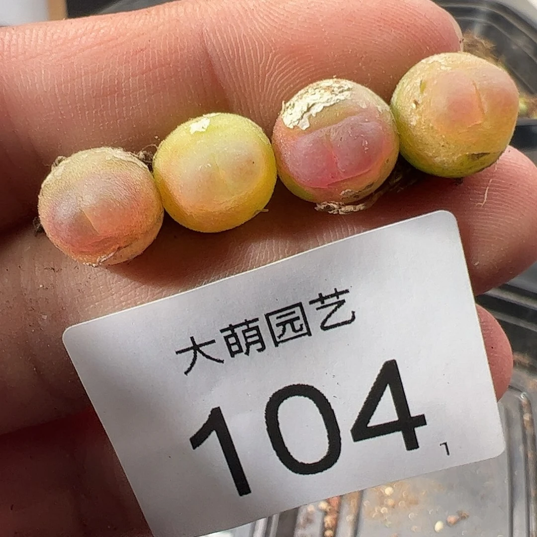 0000104 一物一拍……