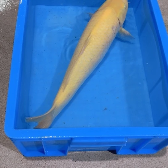 海水赤木芒果j芥子