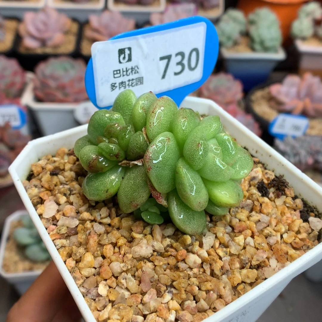 730冰玉石化多肉植物