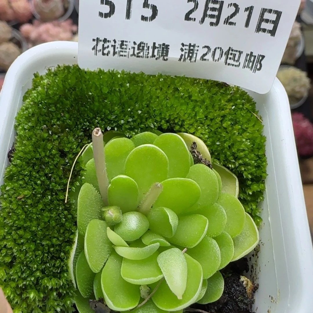 花语逸境0221-515