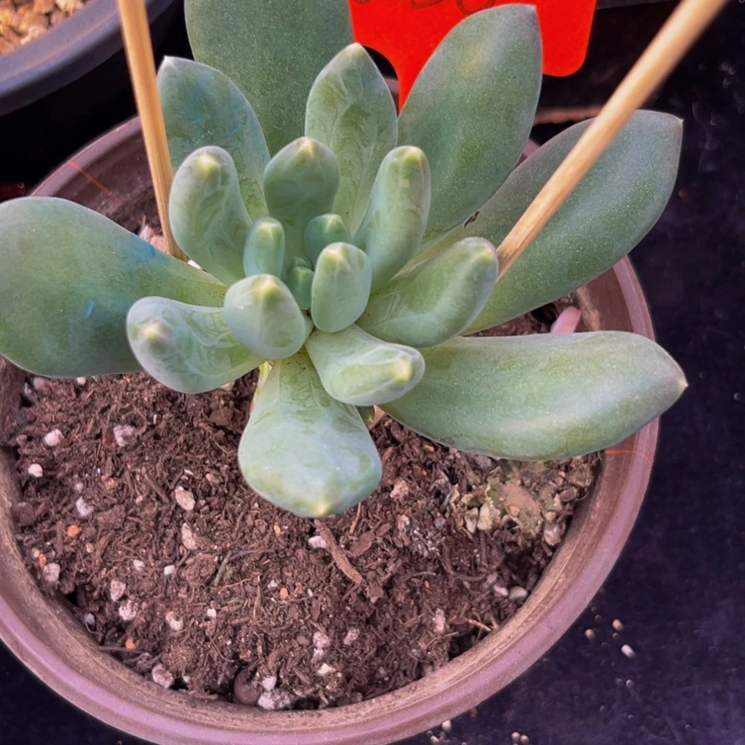 a**y0030下午多肉植物群生