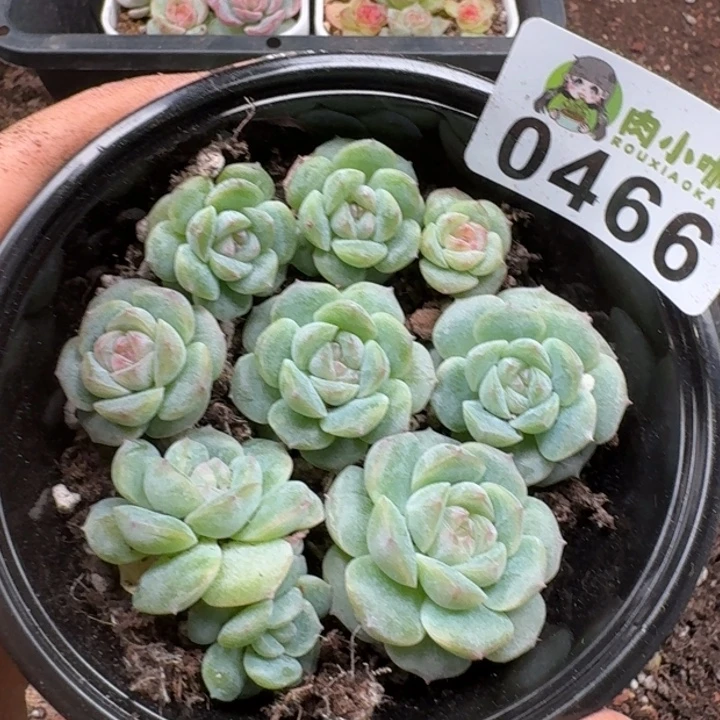 多肉植物多肉植物